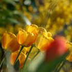 Tulpen verschönern meinen Garten und meine Umgebung