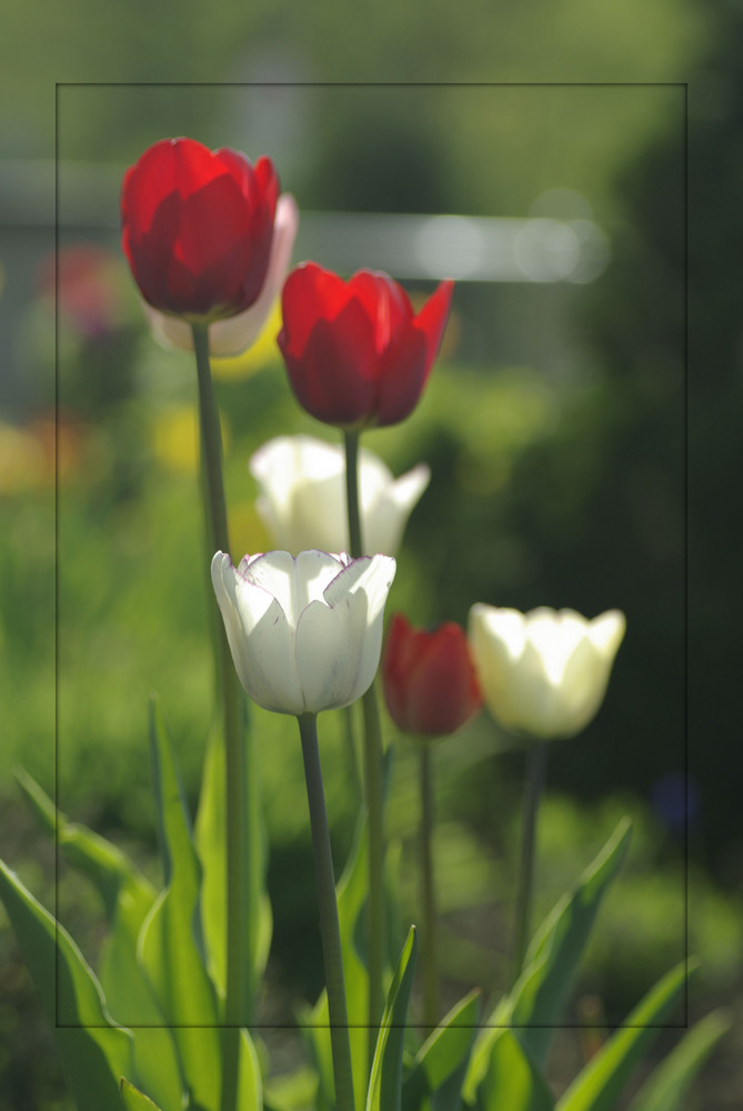 Tulpen verwischt