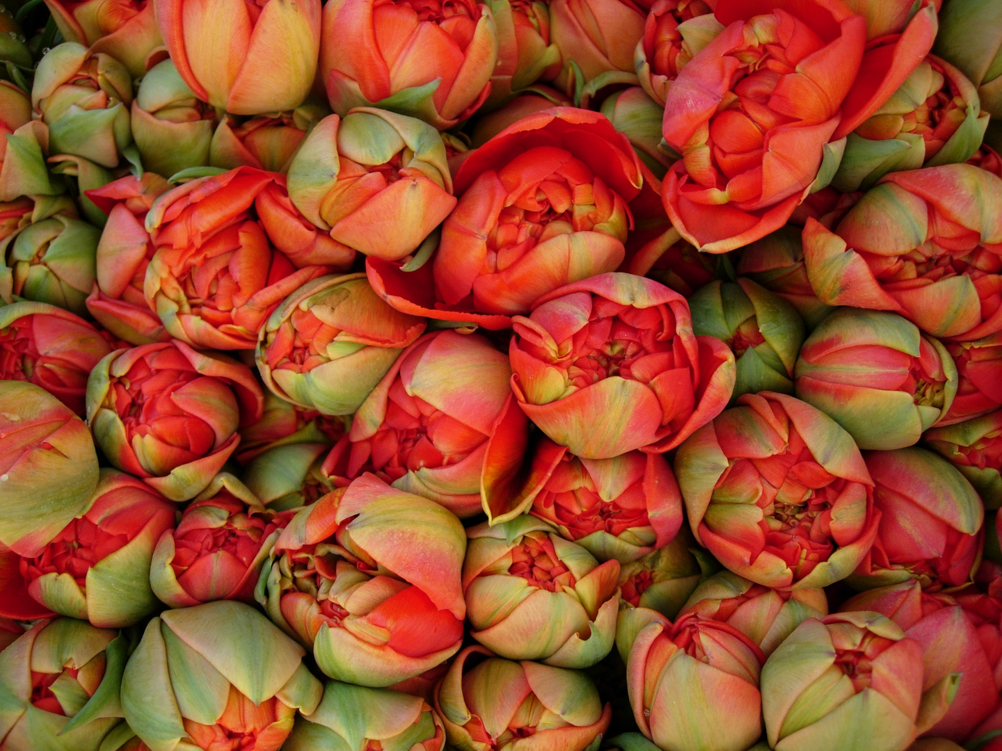 Tulpen vom Blumenmarkt