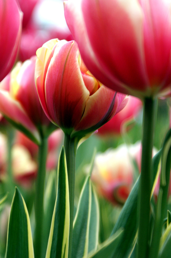 Tulpen vom Keukenhof III