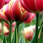 Tulpen vom Keukenhof III