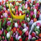 Tulpen vom Naschmarkt in Wien