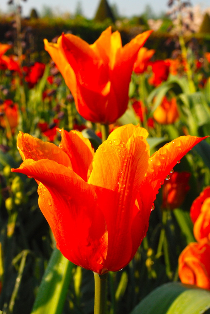 Tulpen von Amsterdam