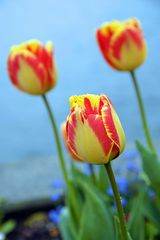 Tulpen von Bodensee.