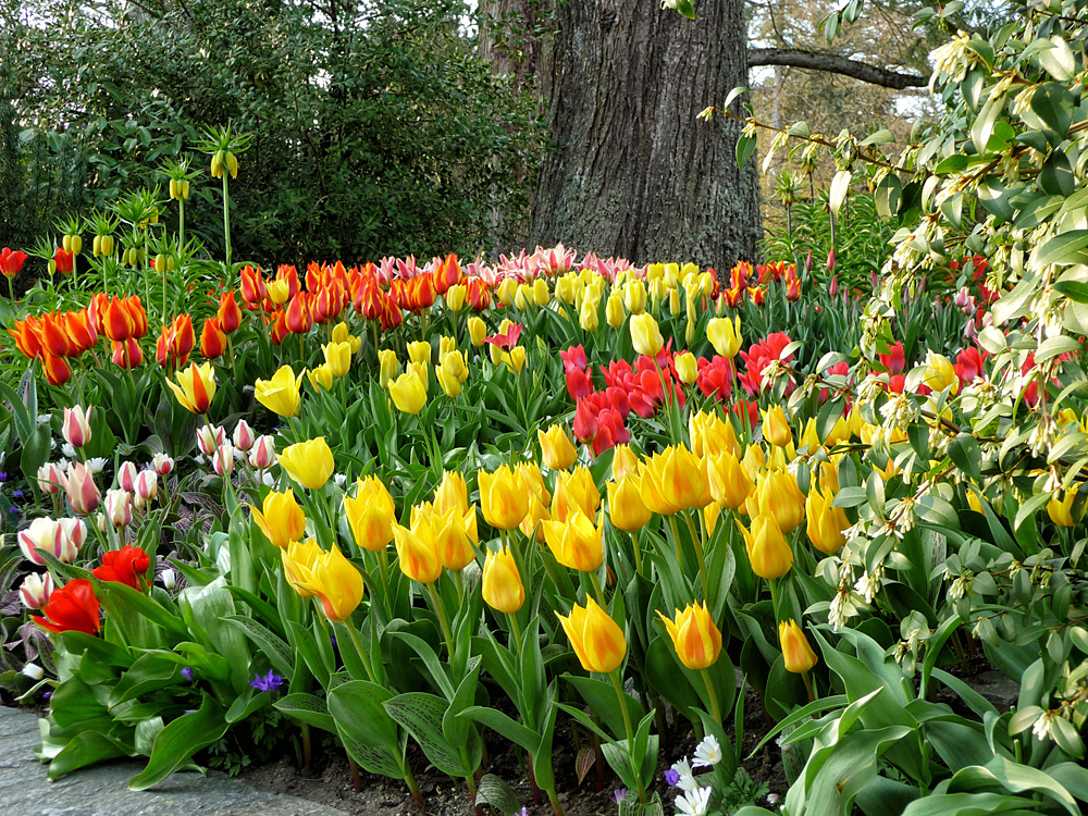 Tulpen von der Mainau