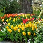 Tulpen von der Mainau