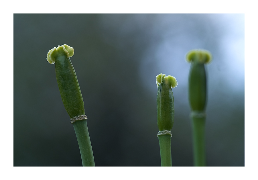 Tulpen von gestern