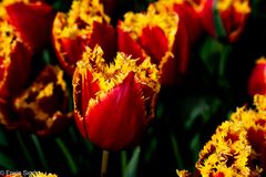 Tulpen von Keukenhof (Niederlande)