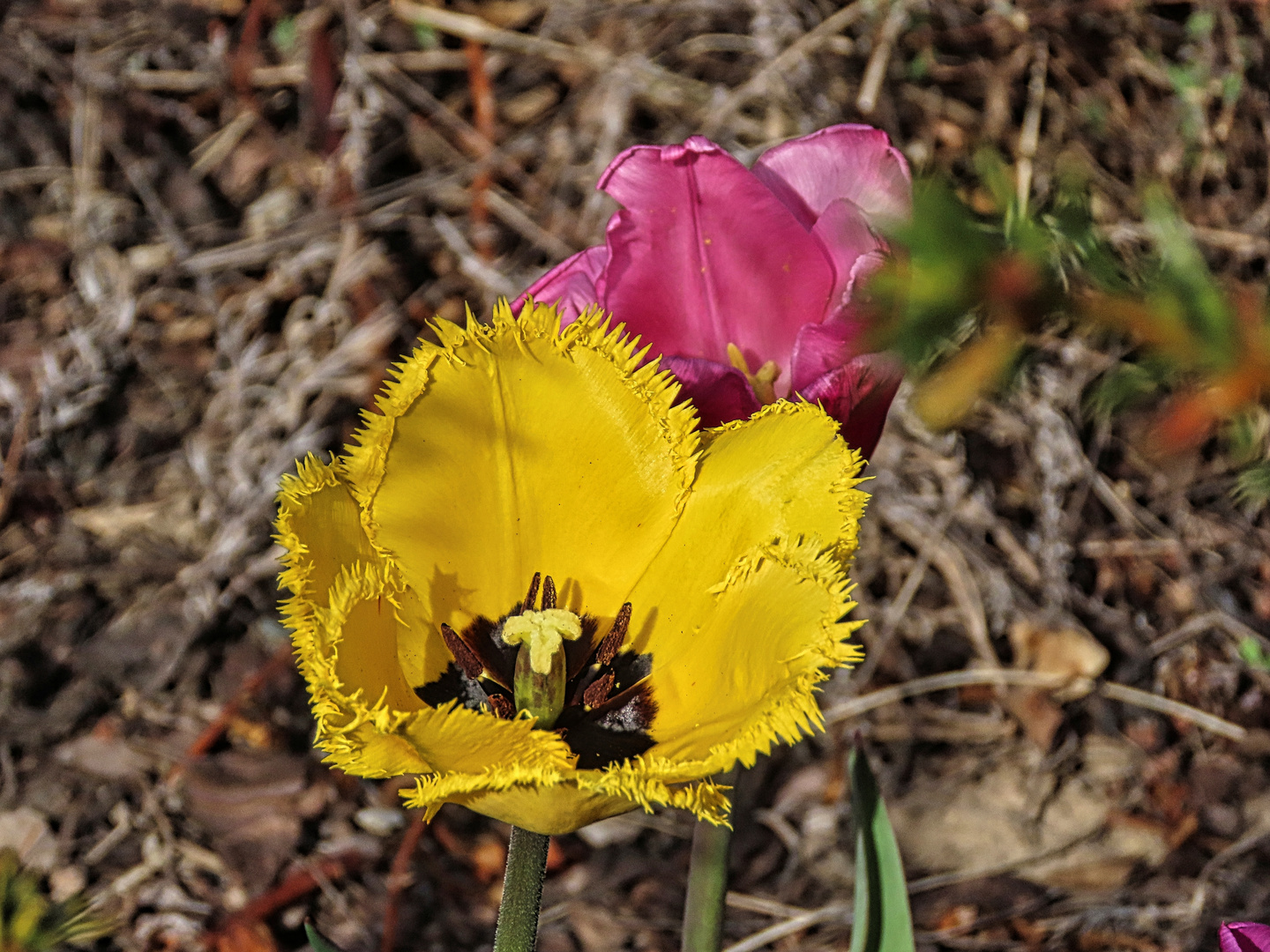 Tulpen von mir zum Thementag