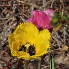 Tulpen von mir zum Thementag