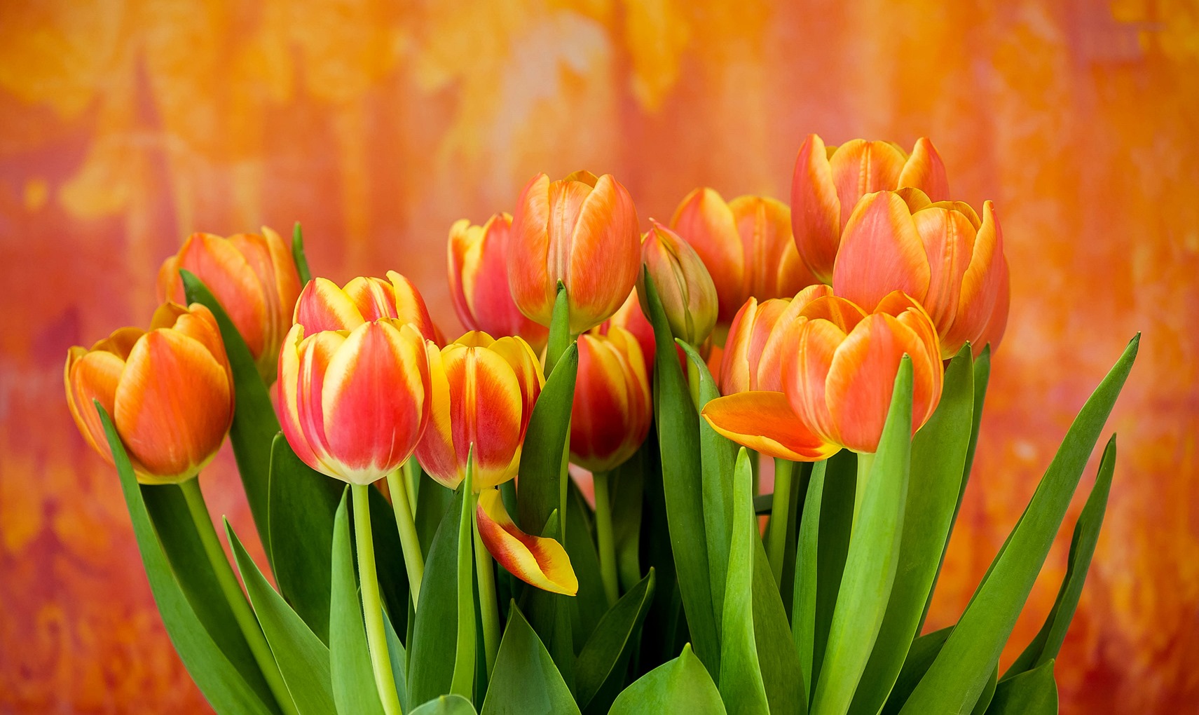 Tulpen vor Aquarell