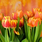 Tulpen vor Aquarell