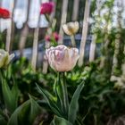 Tulpen vor dem Gartenzaun