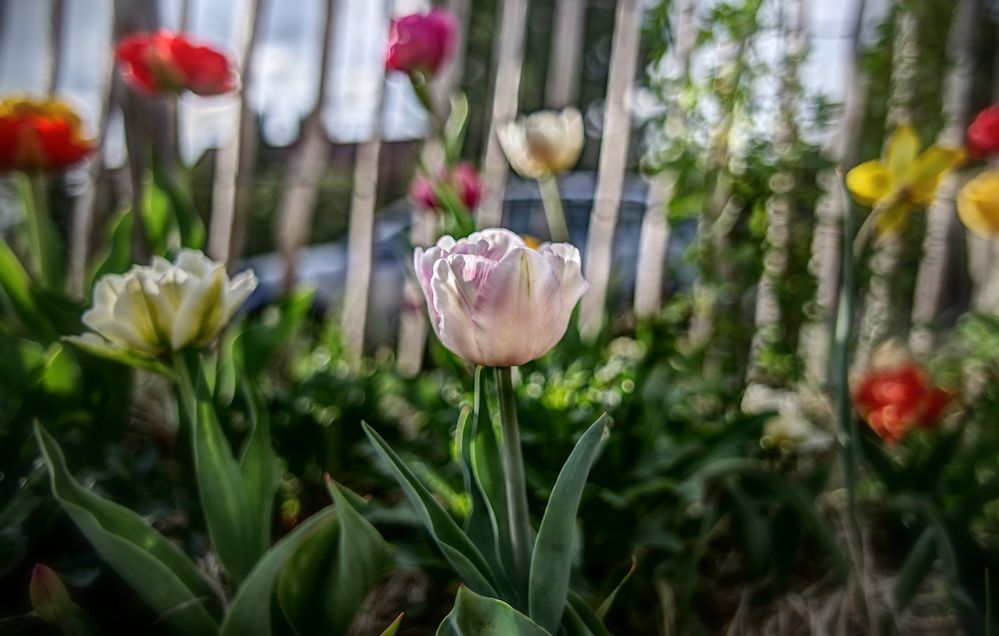 Tulpen vor dem Gartenzaun