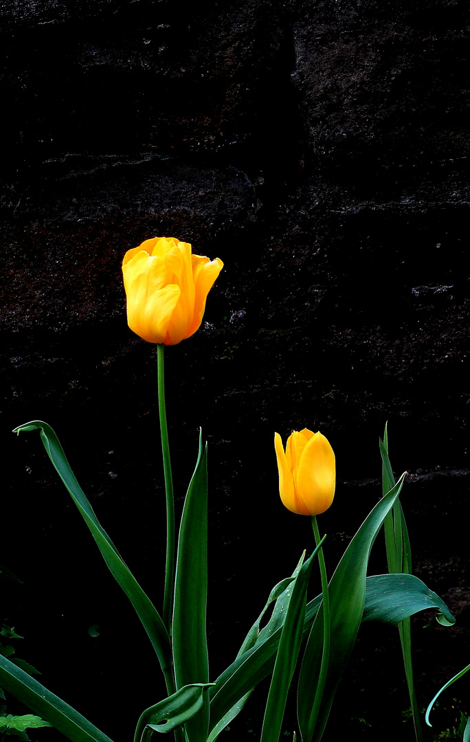 Tulpen vor dem Haus