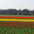 Tulpen vor dem Keukenhof in Holland