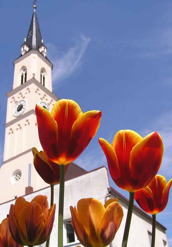 Tulpen vor der Kirche St. Johann