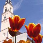 Tulpen vor der Kirche St. Johann