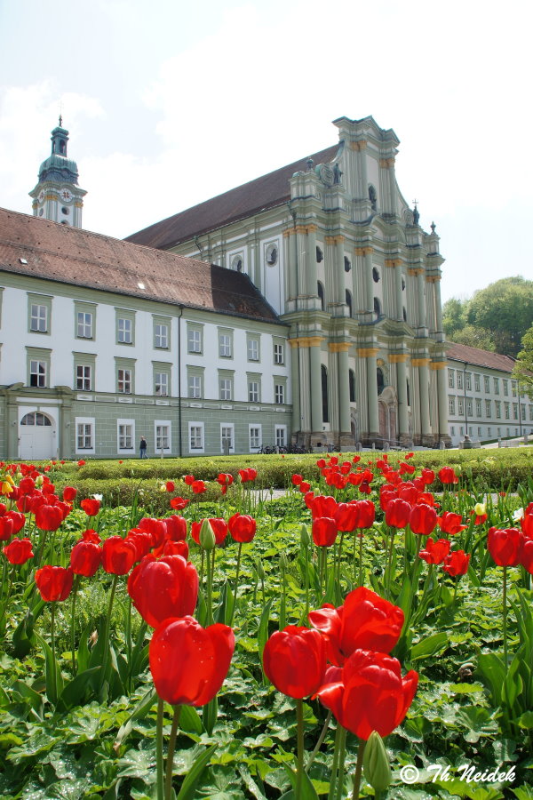  Tulpen vor der Kirchenfassade in Fürstenfeld, Fürstenfeldbruck, Bayern