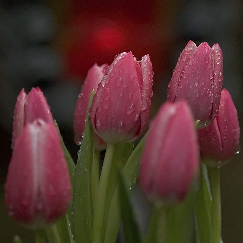 Tulpen vor Grablicht