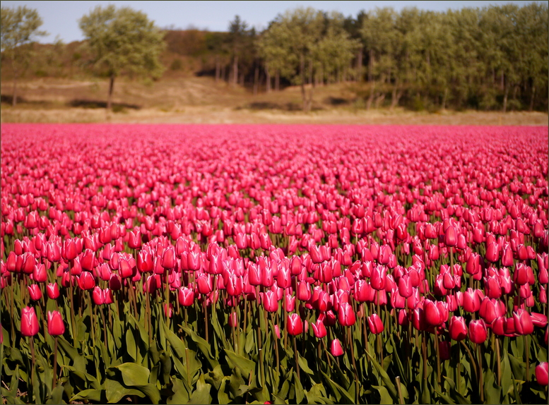 Tulpen vor Heidelandschaft...