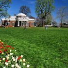 Tulpen vor Monticello