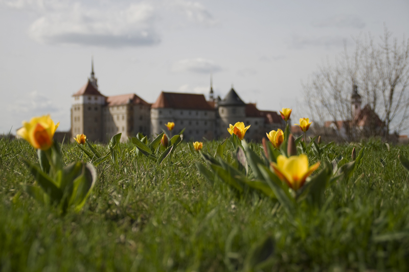 Tulpen vor Torgau