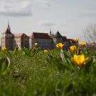 Tulpen vor Torgau