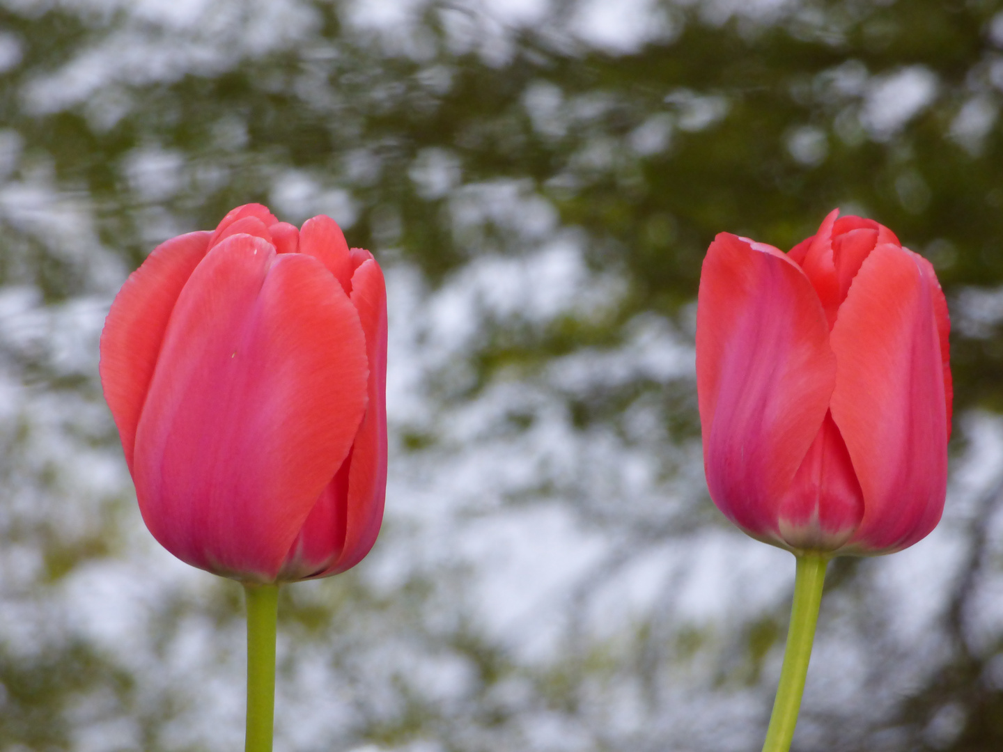 Tulpen vor Wasser