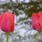 Tulpen vor Wasser