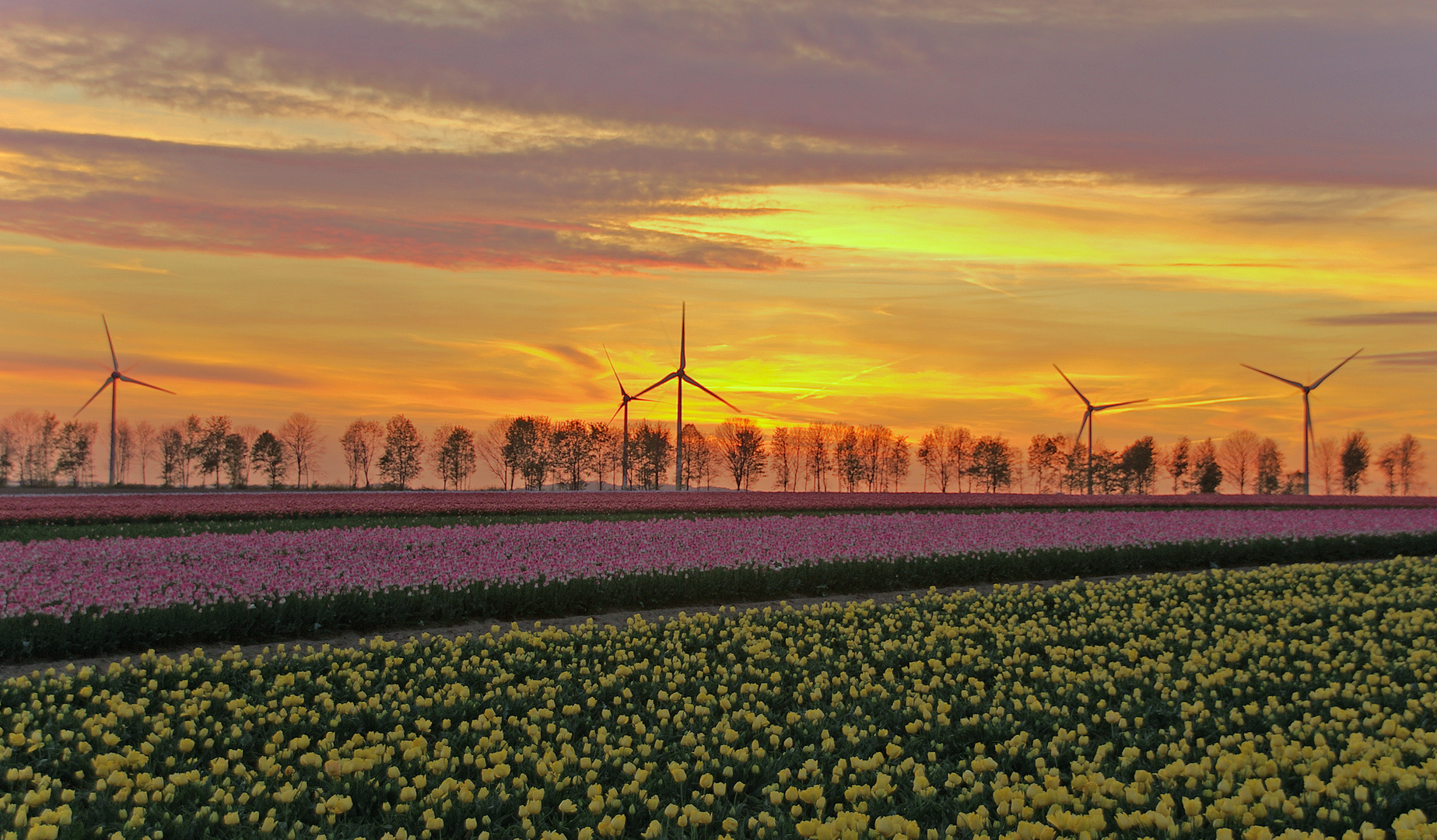 Tulpen vor Windrädern