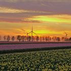 Tulpen vor Windrädern