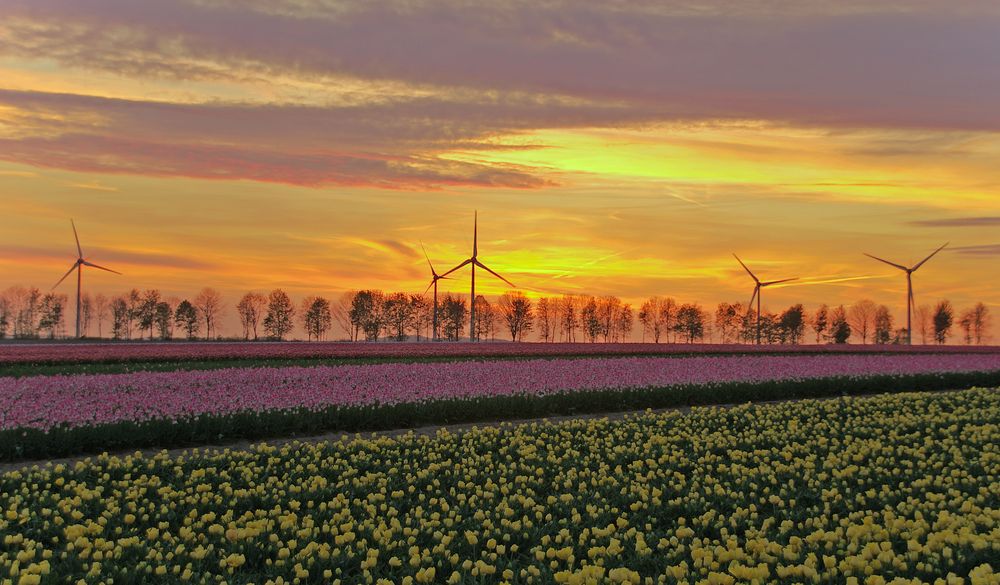 Tulpen vor Windrädern