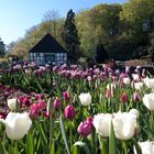 Tulpen vorm Haus