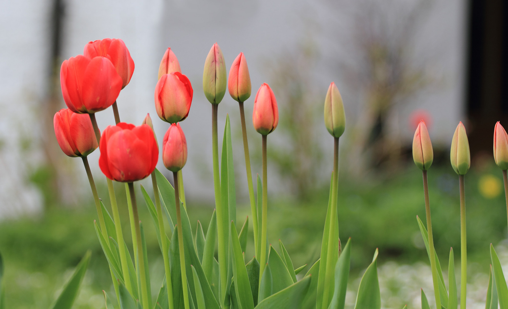 Tulpen wachsen reihenach in Geschwindigkeit