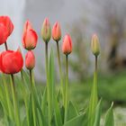 Tulpen wachsen reihenach in Geschwindigkeit