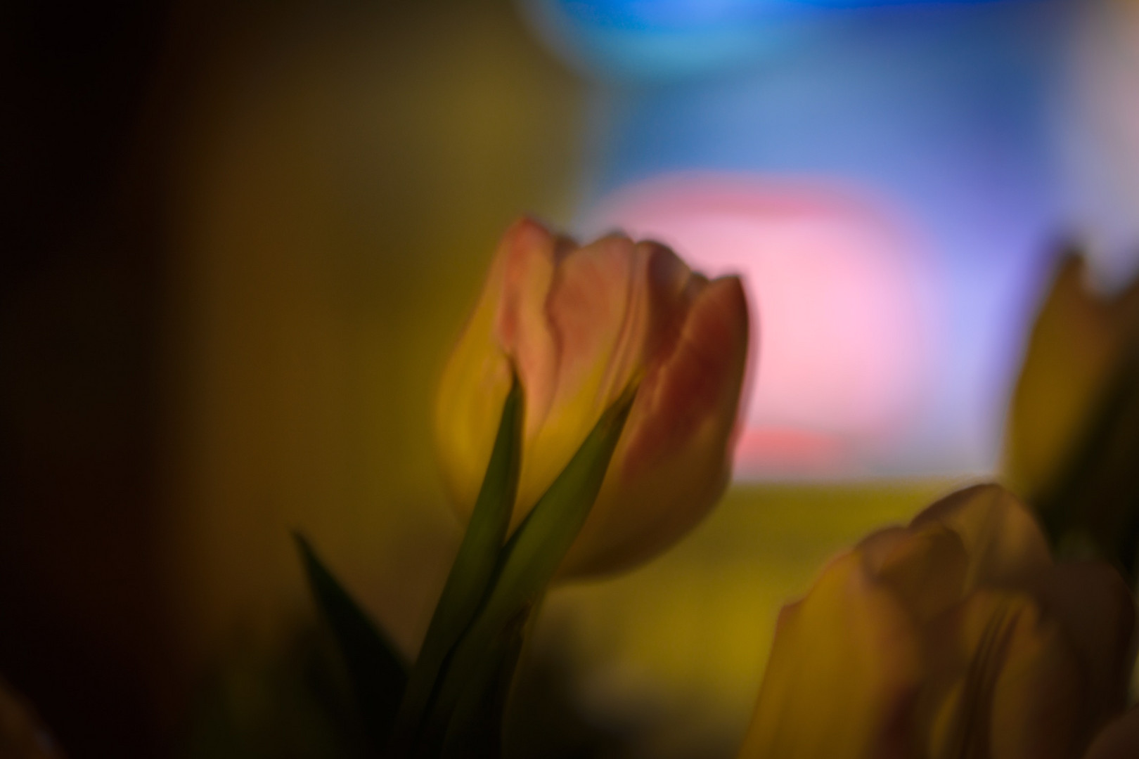 Tulpen warten auf den Frühling