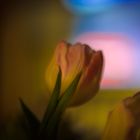 Tulpen warten auf den Frühling