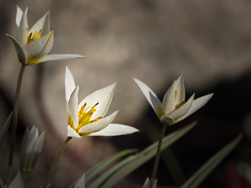 Tulpen weiss