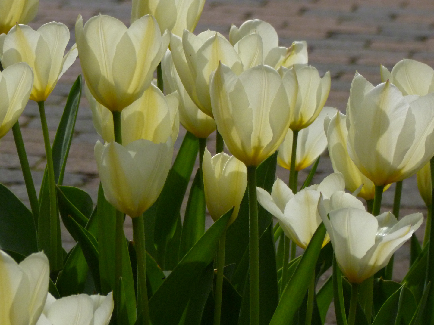 Tulpen weiß