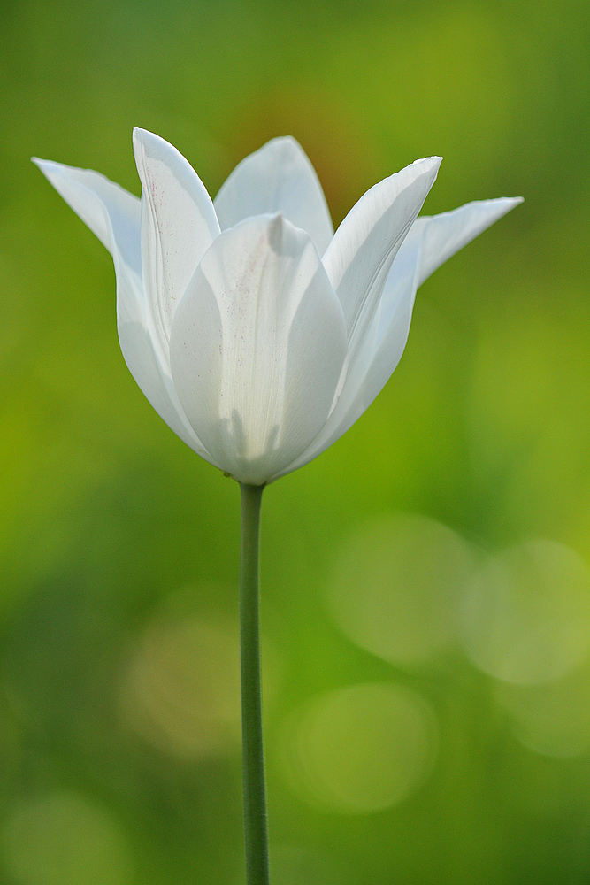 Tulpen – Weiß