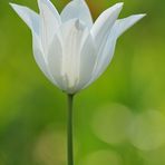 Tulpen – Weiß