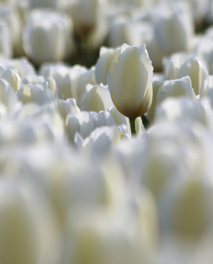 Tulpen weiß - ich bin nicht allein