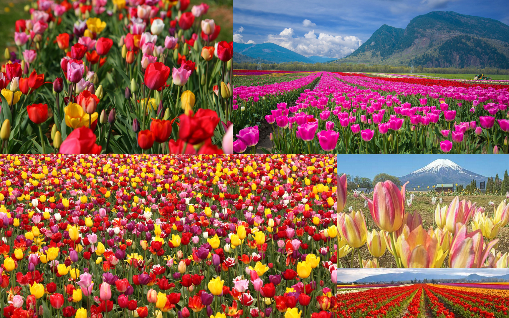 Tulpen weltweit.....nicht nur aus Amterdam ;:)