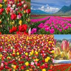 Tulpen weltweit.....nicht nur aus Amterdam ;:)