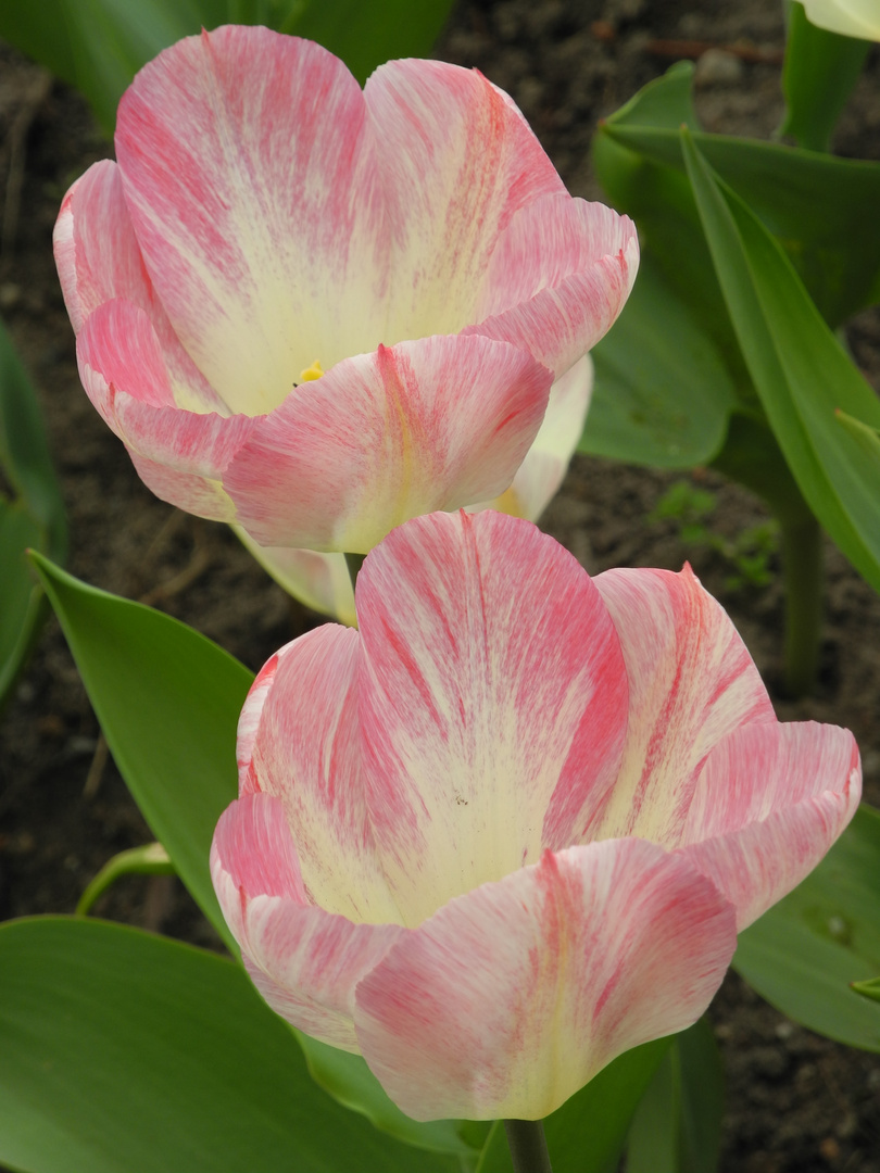 Tulpen wie aus Porzellan