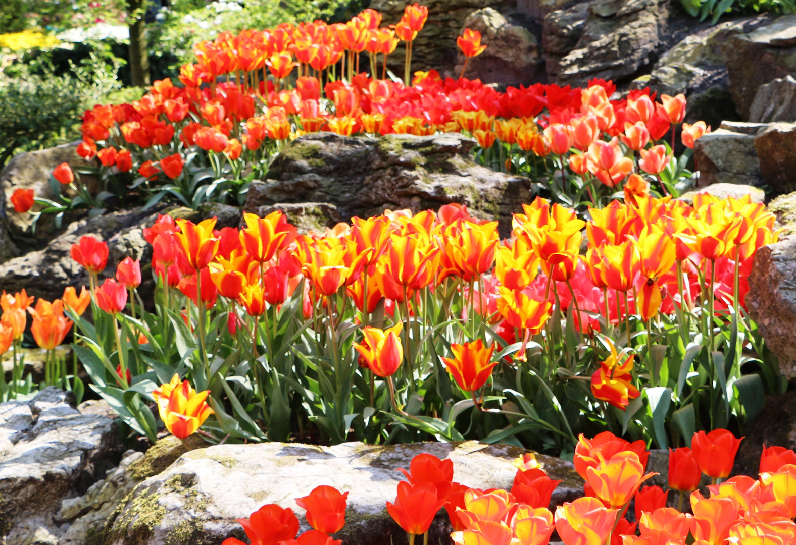 Tulpen wie Feuer