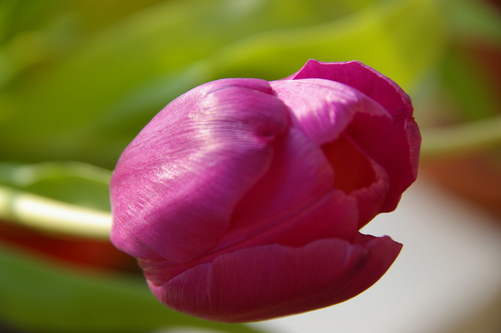 Tulpen wie ich sie mag