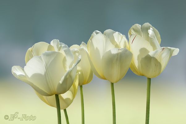 Frühjahrsblumen Fotos & Bilder auf fotocommunity