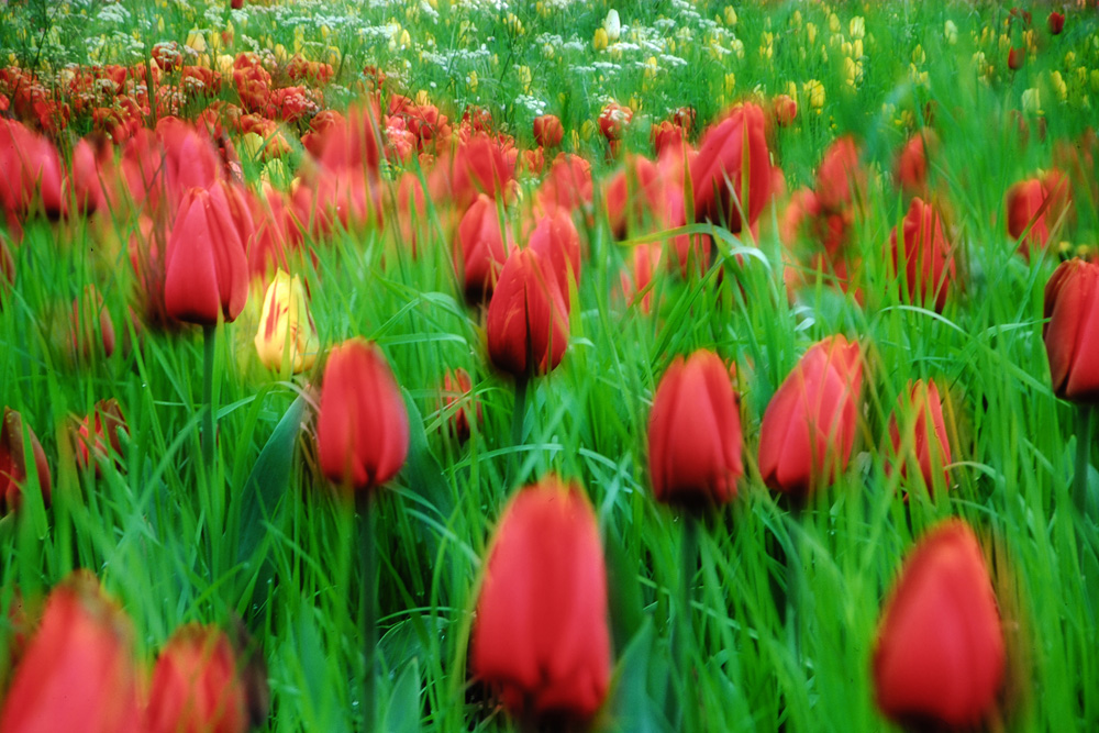 Tulpen-Wiese